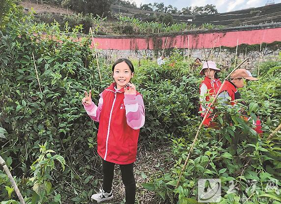 采摘紅果參。