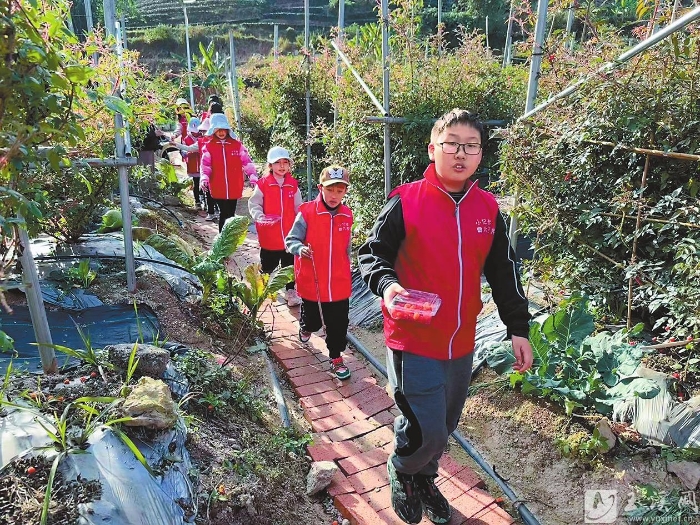 采摘奶油黃泡。