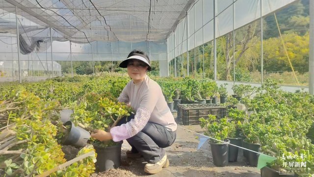 賈鵝在基地管護(hù)多肉植物1。.jpg