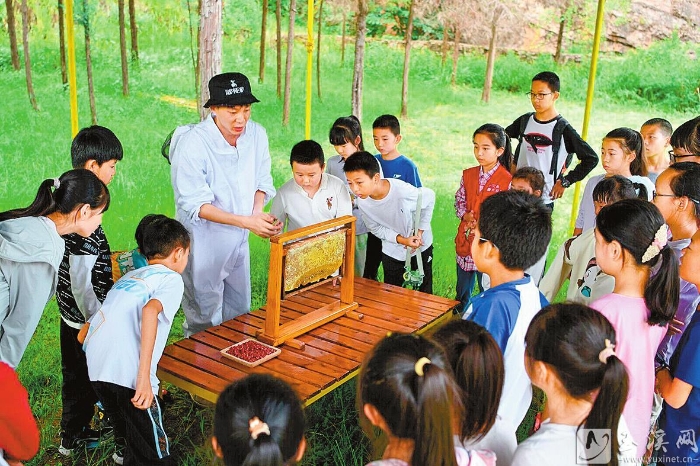 觀看工作人員切蜂蜜。