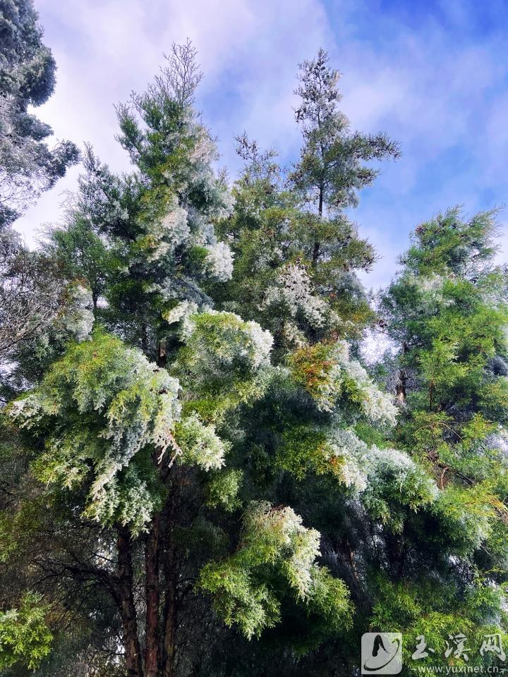 雪柏一夜白頭。 本報記者 蔣燕 攝